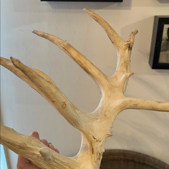 Vintage 10 Point Deer Antler From Montana - Picture 5 of 6